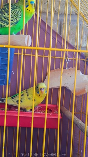 "Budgerigar Vocal Performance: Cute Bird Song"