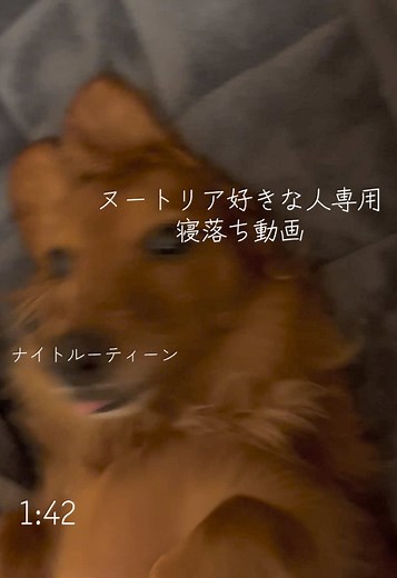 #犬
