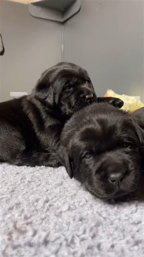 My black lab lovers? | Dog lover