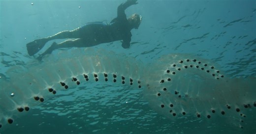 Coordinated jet propulsion of sea salps could inspire better submersibles