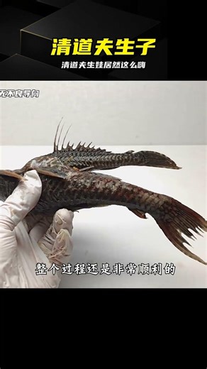 The pleco's breeding spree is so wild, the test results are surprisingly happy? #pleco #breeding ...