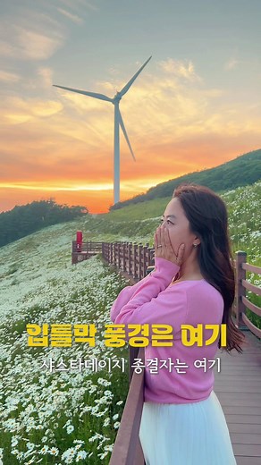 차로 편하게 즐기는 강원도의 샤스타데이지 꽃밭