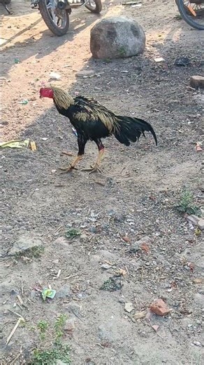 tamil Sandai Koli breeding setup