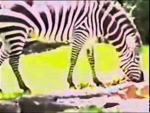 Barney and friends who s who at the zoo youtube original