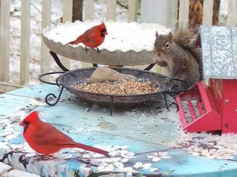 SQUIRRELS Fun Distractions ~ Feeders ~ Relaxing Nature Sounds LIVE Fun Squirrels. Live Cam