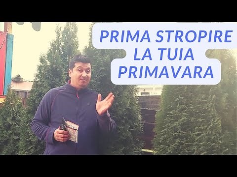 Stropire tuia Primavara. Primul tratament cu Champ 77 WG