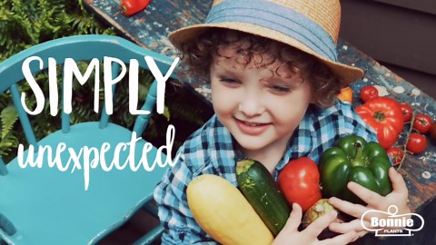 Bonnie Plants 19 oz. Blue Hubbard Squash Plant 4306