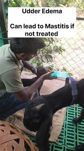Udder Edema in goats | Mastitis| treatment for Udder Edema | Goat farm in goa #shorts #farming