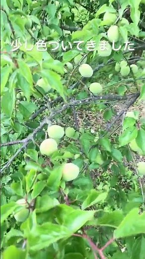 梅の実収穫時期 #家庭菜園 #野菜栽培 #農業 #庭作業 #耕作放棄地 #野菜 #ガーデニング #gardening #果樹園 #梅の実収穫時期#梅の栽培