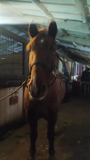 у меня сегодня была тренировка (I had a workout today) #ипподром #лошадь #тренировка #врек #horseedit