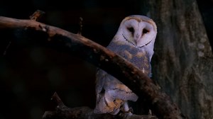 Owl, Barn Owl, Nocturnal. Free Stock Video