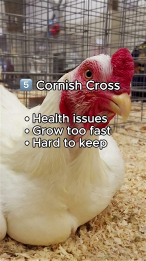 Every chicken breed has its fans...