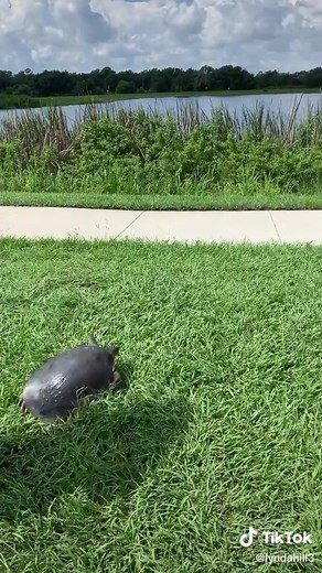 Fast Running Turtle: Watch This Incredible Video!