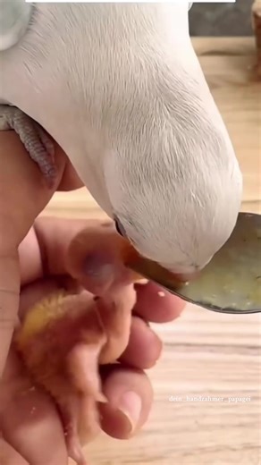 Doppelte Fütterung bei Agaporniden: Liebe und Fürsorge