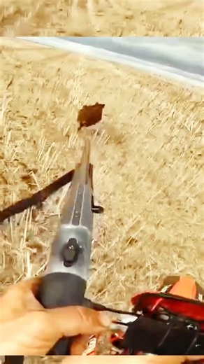 🏍️ Wild Boar Hunt on a Bike!#MotorcycleAdventure #Hunting #Wildlife