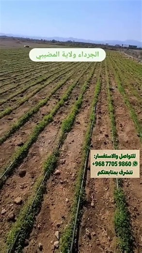 Alfalfa cultivation experiment using drip irrigation in Al-Mudhaibi Wilayat #Oman