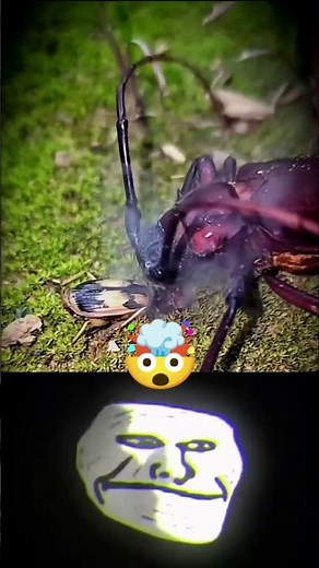 Bombardier Beetle vs Longhorn Beetle |Epic Insect Battle | Fantastic Creatures #longhornbeetles #yt