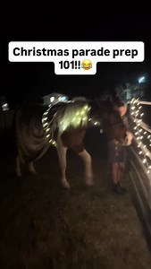 My sister and I will be bringing Takoda and Sable (her horse) to a Christmas parade this Saturday, so (contrary to how I typically do things🤪) we decided to desensitize them to lights, crazy kids, vehicles and being worked with in the dark-they did absolutely amazing! Takoda was more interested in trying to eat the lights than he was scared by them😂 | Talia’s Mustangs