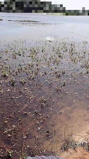 嬉しい外道 #雷魚 #ライギョ #雷魚釣り #ライギョ釣り #フロッグ #フロッグゲーム #ヒシモ #ブラックバス #バス釣り #外道 #snakehead #snakeheadfish #snakeheadfishing #froggame #bassfishing #ヒカキンボイス