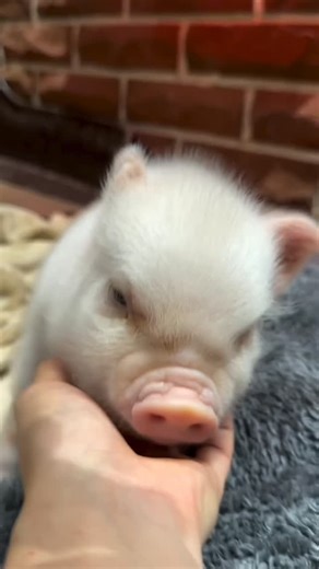 Pinky Piglet Love on Instagram: "My best medicine 💆‍♂️🐷 . . Follow us @pinkypigletlove Follow us @pinkypigletlove Follow us @pinkypigletlove . . Credit 📸/🎥: @pignic_cafe All credits are reserved for their respected Owners! 🙏 Please 𝑫𝑴 𝒇𝒐𝒓 𝒄𝒓𝒆𝒅𝒊𝒕 or Removal 🙏 . . . . . #piglet #babypiglet #oinkoink #oinkstagram #minipigs"