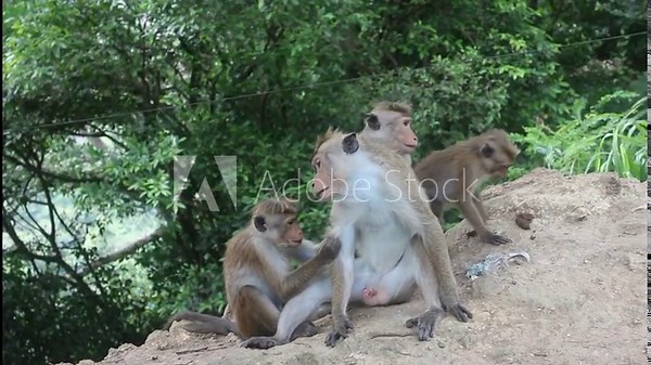 Wild long-tailed Macaque monkeys grooming each other