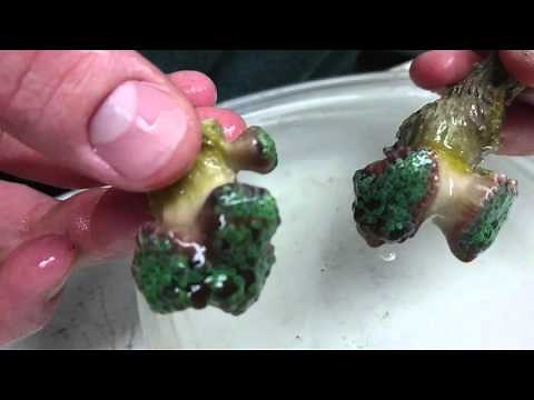 Fragging frogspawn with a dremel