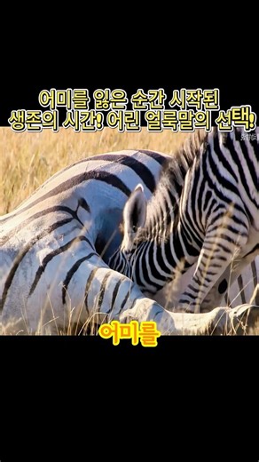 어미를 잃은 순간 시작된 생존의 시간! 어린 얼룩말의 선택! #얼룩말 #아기동물 #야생동물 #생존이야기 #아프리카초원