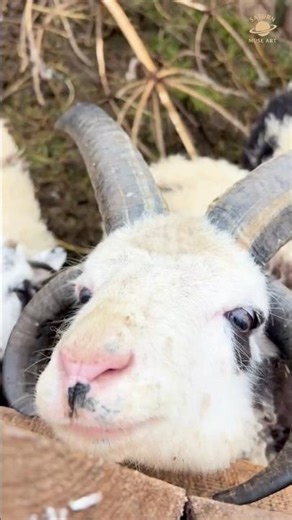 4-Horned Goat Reaction 😁 When Stylish Spiral Rams Appear ✨ #shorts