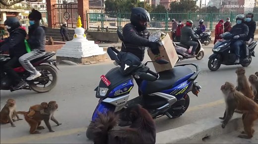 Bannana blitz 🍌🍌🍌#bannanas #monkeys #monkey #monkeysoftiktok #monke #monkeyface #thief #steaing