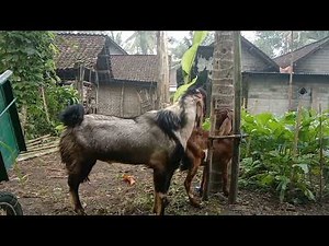 pagi pagi kambing minta kawin
