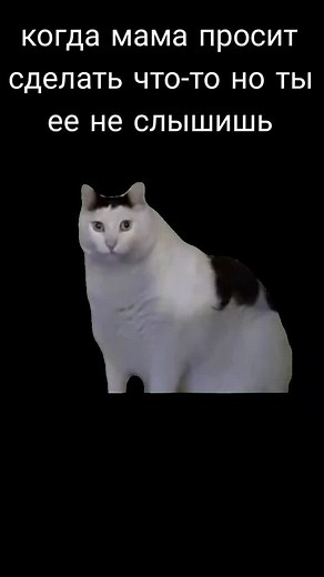 Funny Cat Memes Compilation | Cats Saying 'Aa' and 'Aaa' | Cat Memes with Hilarious Reactions