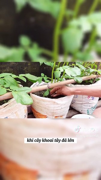 Trồng khoai tây trong bao tại nhà #angarden #khoaitay #trongcay #trongcaysanthuong #learnontiktok #mẹovặt Nguồn: TEO Garden. Edit: An Garden