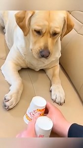 1M views · 10K reactions | Life is better with a little fur and a lot of funny moments! (91)#NatureLaughs #AnimalsInAction #CrittersOnTheGo #FurryFriends #FunnyAnimalMoments | Eradutech | Facebook