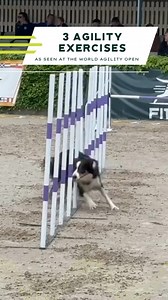 30K views · 45 reactions |  Ready to take your dog’s agility to the...