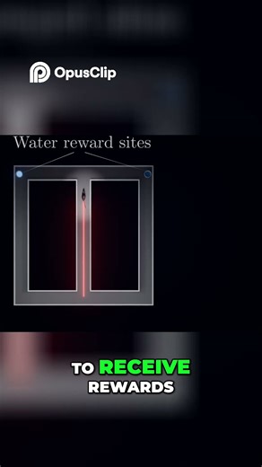 Memory Tagging How Mice Solve Mazes for Rewards