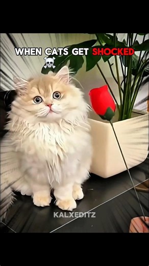 When Cats Get Shocked...