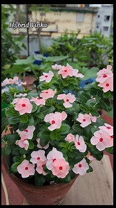 589 reactions · 9 comments | Hybrid Vinka care tips #greenypots #gardening #rooftopgardening #flowers #gardeningtips #Vinka #garden #timespend | Greeny Pots | Facebook