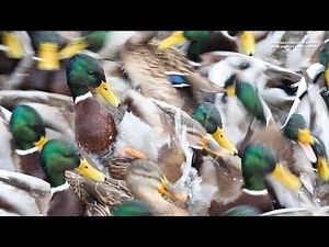 Hungry Ducks