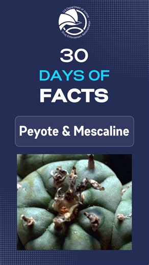 2.8K views · 34 reactions | Peyote is a small, spineless cactus, where the active ingredient is the hallucinogen mescaline. Peyote has been used by indigenous peoples in northern Mexico & southwestern U. S. as a part of their religious rites. #DEADrugFacts https://www.getsmartaboutdrugs.gov/sites/default/files/2024-12/Peyote-and-Mescaline-Drug-Fact-Sheet.pdf | Drug Enforcement Administration - DEA | Facebook