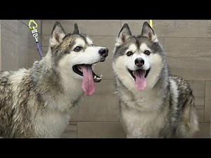 Anxious Husky Sings the Song of His People During Groom