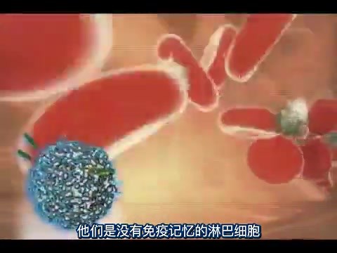 NK细胞的免疫功能