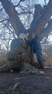 Cat Dog Up a Tree Without a Paddle #australiancattledog #blueheeler #treeclimbing #dog #parkour