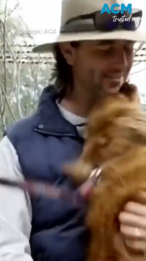 3.3K views · 13 reactions | Aussies love their fur babies, but what breed is the favourite in each state? What's your favourite breed? #ACM #TrustedVoice #DogBreeds | Newcastle Herald | Facebook