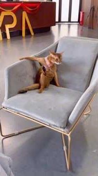 When Cats Copy Everything We Do#funnycats #catmimic#catlover#funny #cat