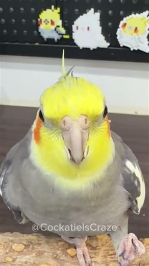 Jackie the Cockatiel's Flawless Cookie Song Performance! How to Teach Your Bird to Sing