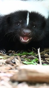 Striped skunks are busy in Maine this time of year! Kits born this spring are now old enough to keep up with mom to start learning all the skunk skills they need to thrive on their own in the wild. They learn through exploration and by closely watching how mom finds food, navigates her surroundings, and defends her family. The adult skunk at the Park is provided with enrichment to encourage the same kind of learning through exploration. His space is designed to allow digging, a variety of foragi