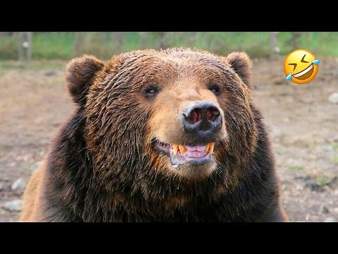 FUNNIEST Bear Compilation | Funny Bears🐻 Funniest Animals Videos | 10 Minutes Best Videos
