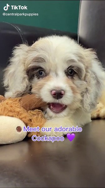 The perfect little companion pup 🥰 #cockapoopuppys #cockapoopuppylove #cockapoopup #cockapoodog #centralparkpuppies