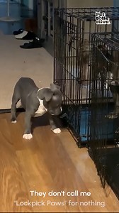 633K views · 23K reactions | BREAKING The mystery of who let the dogs out has been SOLVED! 藍 (Via - Juan G.) | The Pet Collective | Facebook