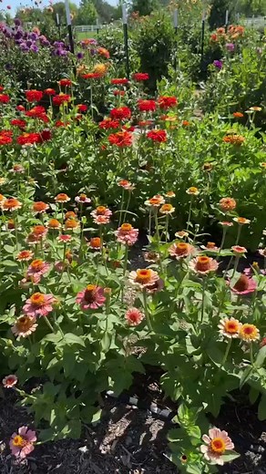 45K views · 10K reactions | Lots of sunny days and LOTS of flowers! 殺 | Garden Answer | Facebook